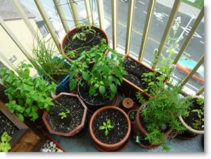 patio-vegetable-garden-bad-alley-flickr