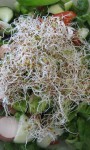 Salad Sprouts – perfect for winter
