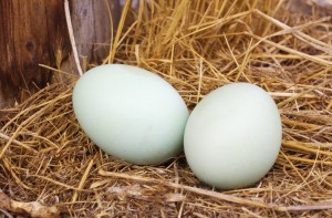 hen-eggs_MkOXtyYO